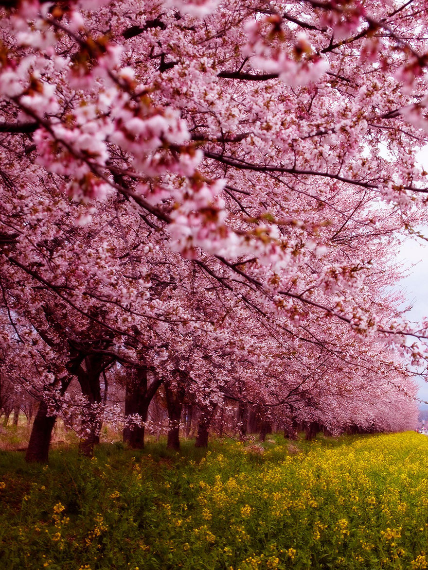 Цветущая сакура. Blossoming sakura